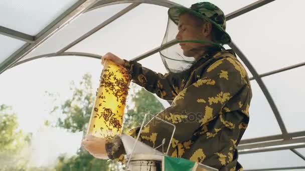 Beekeeper man checking wooden frame before harvesting honey in apiary — Stock Video