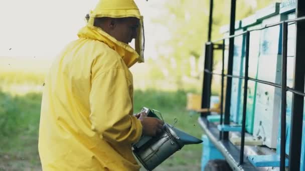 Stedicam skott av unga biodlare man röka bin från bikupa i bigården — Stockvideo