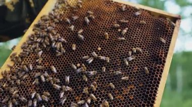 Arılar bal arı kovanı ahşap çerçeveler içinde closeup