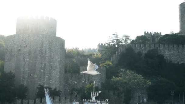 Rallentamento del gabbiano che vola vicino alla famosa fortezza di Istanbul sul Bosforo — Video Stock