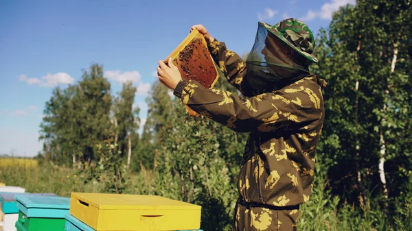 Hombre apicultor comprobando marco de madera antes de cosechar miel en colmenar —  Fotos de Stock