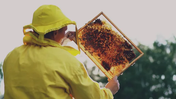 Hombre apicultor comprobando marco de madera antes de cosechar miel en colmenar en día soleado —  Fotos de Stock