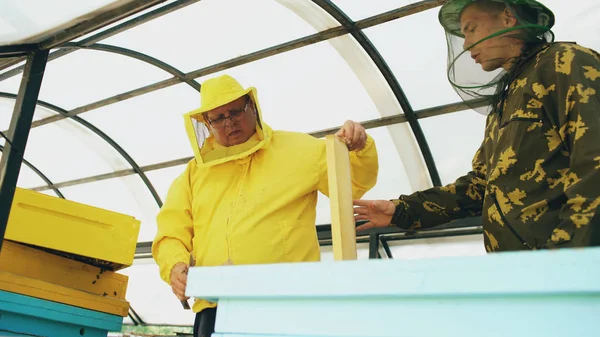 Dos apicultores revisando marcos y cosechando miel mientras trabajan en el colmenar en el día de verano —  Fotos de Stock