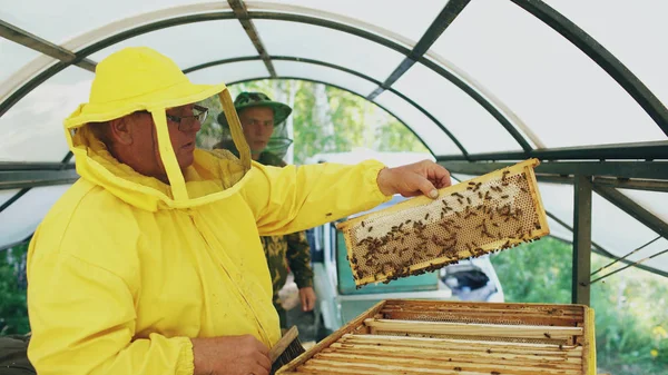 Two beekeepers checking frames and harvesting honey while working in apiary on summer day — Stock Photo, Image