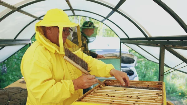 Два пчеловода проверяют рамы и собирают мед во время работы на пасеке в летний день — стоковое фото