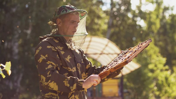 Hombre apicultor comprobando marco de madera antes de cosechar miel en colmenar —  Fotos de Stock