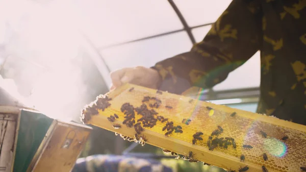 Joven apicultor sosteniendo marco de madera con abejas para comprobar mientras trabaja en colmenar —  Fotos de Stock