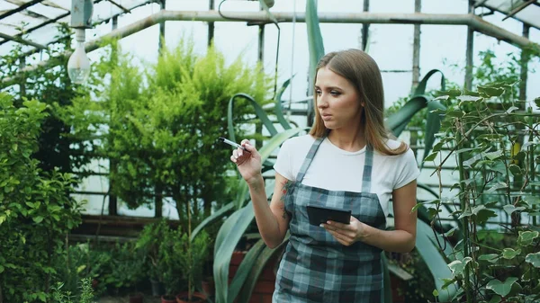 Молода жінка працює в садовому центрі. Приваблива дівчина перевіряє і рахує квіти за допомогою планшетного комп'ютера під час роботи в теплиці — стокове фото