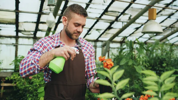 Çekici bir adam bahçıvan önlük sulama bitkiler ve çiçekler sera bahçe spreyi