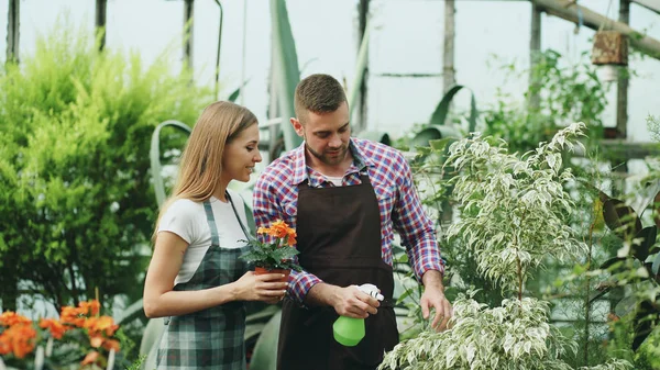 Atrakcyjna para praca w szklarni. Mężczyzna ogrodnik w fartuch podlewanie roślin i kwiatów z ogród opryskiwacz podczas jego dziewczyną, rozmowa z nim — Zdjęcie stockowe