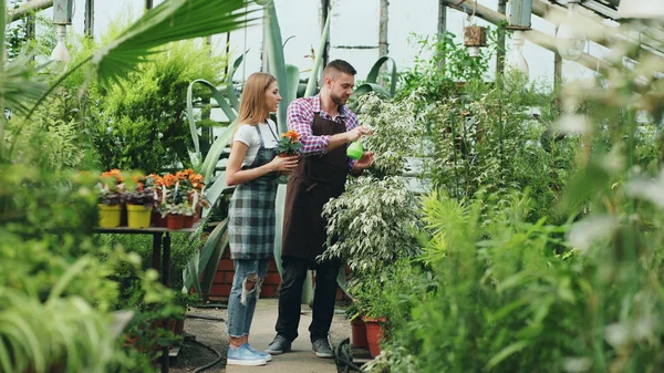 Una pareja atractiva trabaja en invernadero. Mujer jardinero en delantal regando plantas con rociador de jardín mientras su marido le habla —  Fotos de Stock