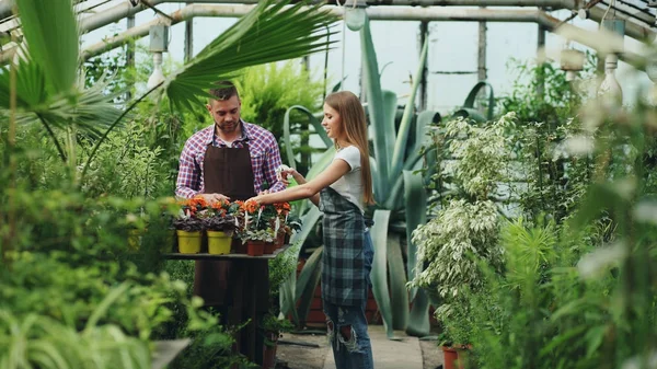 Приваблива пара працює в теплиці. Жінка садівник в фартухах поливає рослини садовим розпилювачем, а чоловік розмовляє з ним — стокове фото
