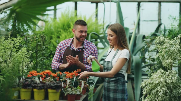 Un couple séduisant travaille en serre. Femme jardinier dans tablier arrosant des plantes avec pulvérisateur de jardin tandis que son mari lui parle — Photo