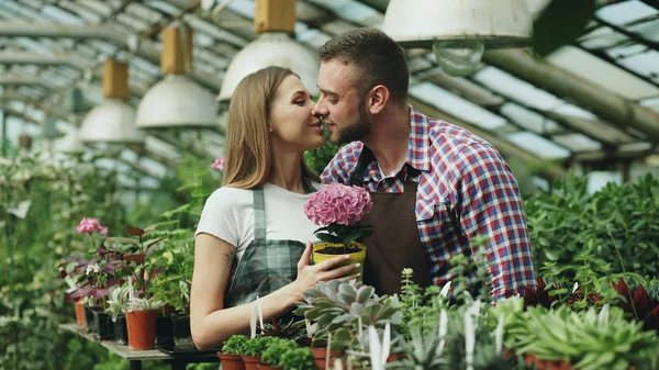 Feliz joven pareja florista en delantal trabajando en invernadero. Hombre atractivo abrazar y besar a su esposa sosteniendo la flor y sonreír juntos en la cámara — Foto de Stock