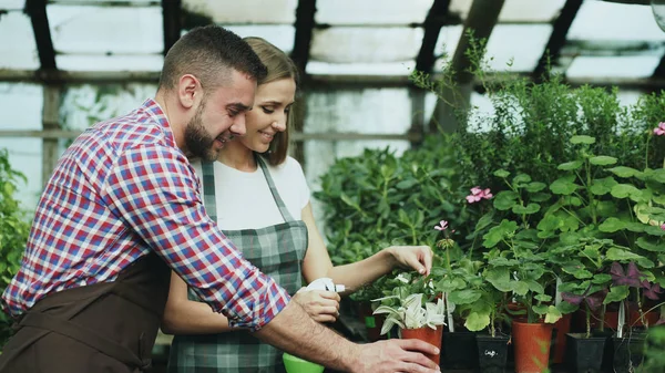 Familia florista joven feliz en delantal trabajando en invernadero. Atractivo hombre abrazar a su esposa mientras ella regar flores con spray de jardín —  Fotos de Stock