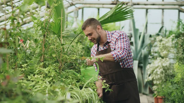 Уверенный садовник-садовник поливает растения в оранжерее банкой. Привлекательный молодой человек наслаждается работой в саду — стоковое фото