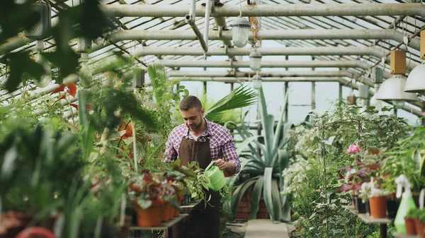 Jardineiro masculino confiante regando plantas na estufa com lata. Jovem atraente desfrutar de seu trabalho no jardim — Fotografia de Stock