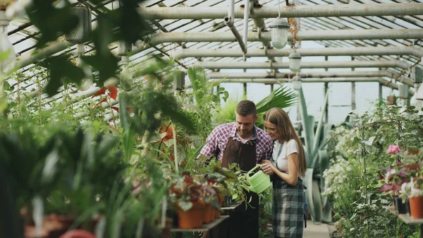 Feliz joven pareja florista en delantal trabajando en invernadero. Mujer alegre abrazar a su marido regando flores con maceta de jardín —  Fotos de Stock