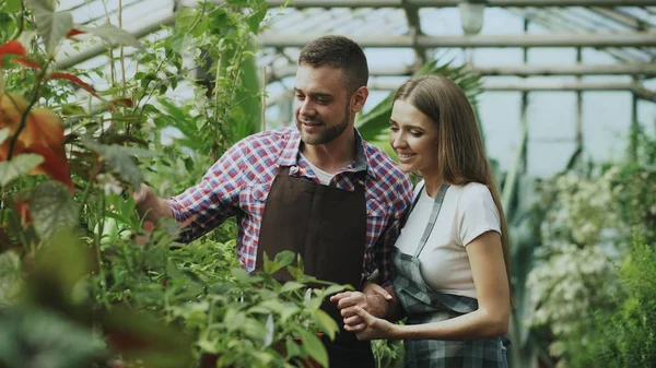 Feliz joven pareja florista en delantal trabajando en invernadero. Mujer alegre abrazar a su marido regando flores con maceta de jardín —  Fotos de Stock