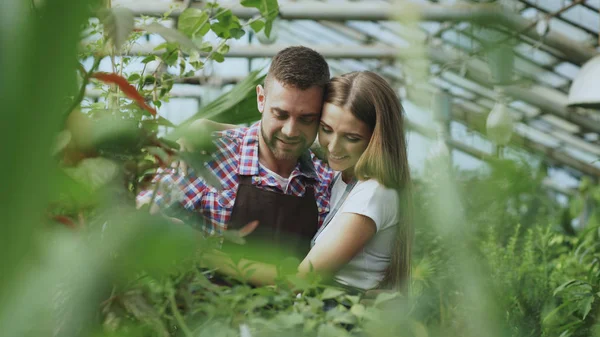 Feliz joven pareja florista en delantal trabajando en invernadero. Mujer alegre abrazar a su marido regando flores con maceta de jardín —  Fotos de Stock