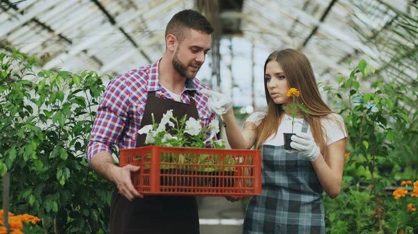 Joven pareja de floristas atractivos en delantal trabajando en invernadero. Hombre alegre caminando con caja de flores y habla mujer aflojar planta —  Fotos de Stock