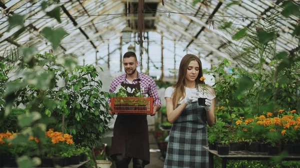 温室での作業エプロンの若い魅力的な花屋のカップル。花と協議女性のボックスと歩いて陽気な男を緩める工場 — ストック写真