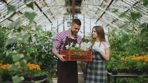 Νέους ελκυστικές Ανθοπωλεία (Ανθοπωλείο) ζευγάρι στην ποδιά εργασίας σε θερμοκήπιο. Χαρούμενος άνθρωπος περπάτημα με κουτί με λουλούδια και συνομιλίες γυναίκα χαλαρώσει φυτών — Φωτογραφία Αρχείου