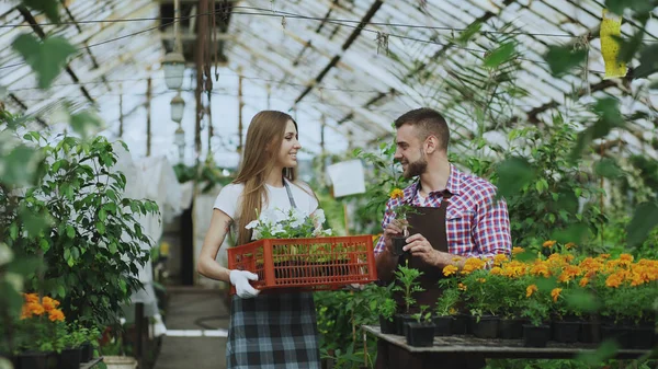 Joven pareja de floristas atractivos en delantal trabajando en invernadero. Mujer alegre caminando con caja de flores y habla hombre aflojar planta —  Fotos de Stock