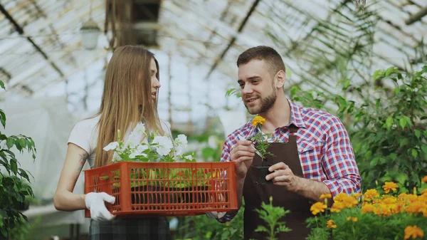 Joven pareja de floristas atractivos en delantal trabajando en invernadero. Mujer alegre caminando con caja de flores y habla hombre aflojar planta — Foto de Stock