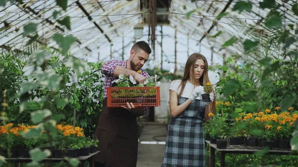 Young attractive florists couple in apron working in greenhouse. Cheerful man with box of flowers talking woman loosen plant — Stock Photo, Image