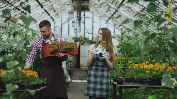 Jonge aantrekkelijke bloemisten paar in schort werken in kas. Vrolijke man met vak van bloemen spreken vrouw los plant — Stockfoto