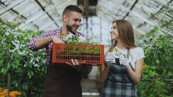 Joven pareja de floristas atractivos en delantal trabajando en invernadero. Hombre alegre con caja de flores mujer parlante aflojar planta —  Fotos de Stock