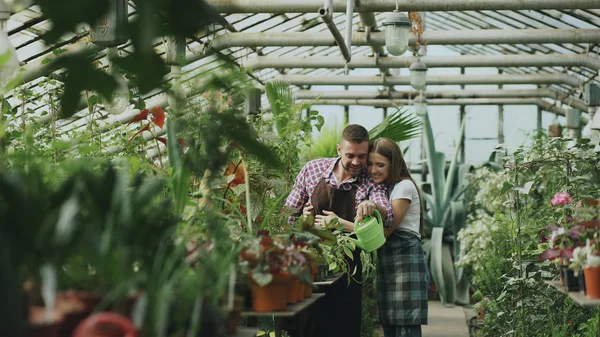 Feliz joven pareja florista en delantal trabajando en invernadero. Mujer alegre abrazar a su marido regando flores con maceta de jardín —  Fotos de Stock