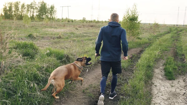 Bullmastiff köpeğiyle açık havada Parkı'nda çalışan ve onun evde beslenen hayvan için rekabet hazırlanıyor sportif genç adam