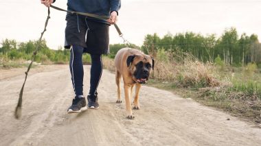Sportif delikanlı bullmastiff köpeğiyle doğa açık egzersiz eğitim sonra yürüyüş closeup
