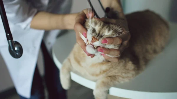 Detailní záběr na veterinární lékařku se stetoskopem vyšetřující kočku v ordinaci veterinárního lékaře — Stock fotografie