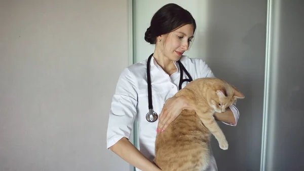 Mladý veterinář žena s kočkou stetoskop hospodářství v ordinaci veterináře — Stock fotografie
