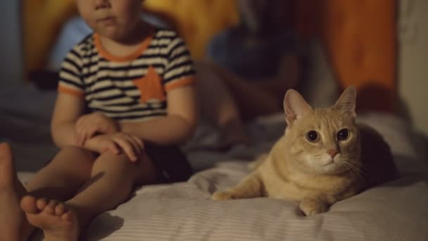 Znuděný malý chlapec sedící na posteli s kočkou, zatímco jeho rodiče surfování přenosný počítač před spaním — Stock video