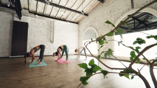 Тонкие девушки практикуют йогу, делая последовательность упражнений на растяжку на ковриках в легком оздоровительном центре. Здоровый образ жизни для современных молодых женщин . — стоковое видео