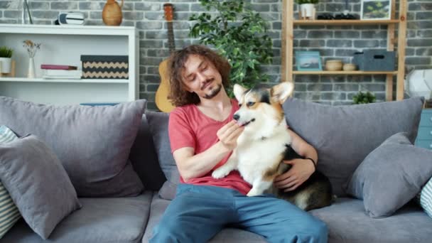 Loving pet owner playing with beautiful corgi dog, animal licking mans hands — Stock Video