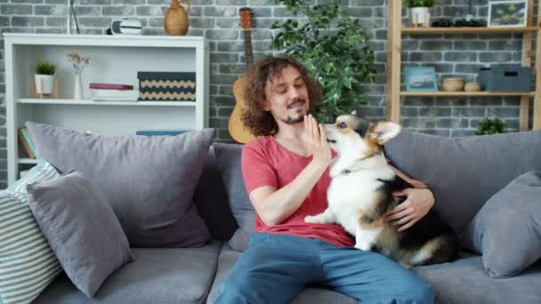 Vidám srác simogatja corgi kiskutya a kanapén otthon élvezi szabadidő — Stock videók