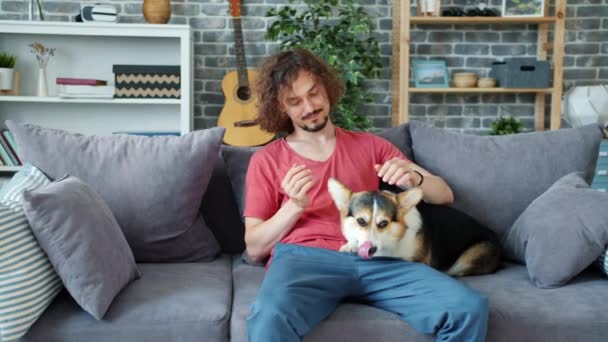 Amante dueño acariciando lindo corgi perrito descansando en sofá en apartamento — Vídeos de Stock