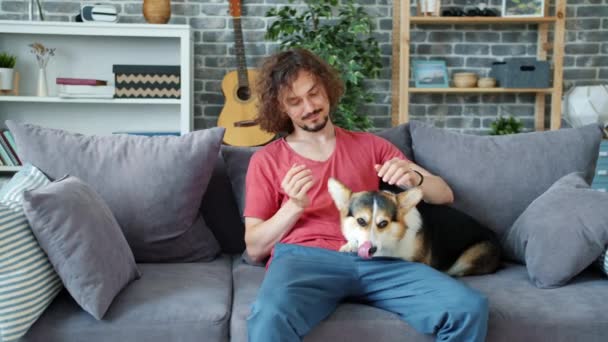 Loving owner caressing cute corgi doggy resting on couch in apartment — Stock Footage Loving owner caressing cute corgi doggy resting on couch in apartment Stock Video