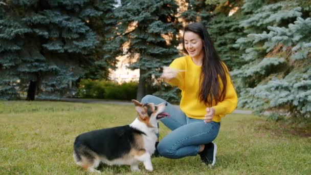 Красивая молодая женщина играет с корги собака на траве в парке наслаждаясь дружбой — стоковое видео