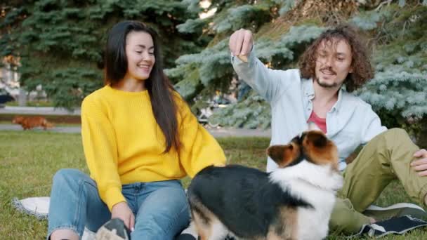 Girl and guy having fun with corgi dog in urban park playing with pine-cone — Stock video