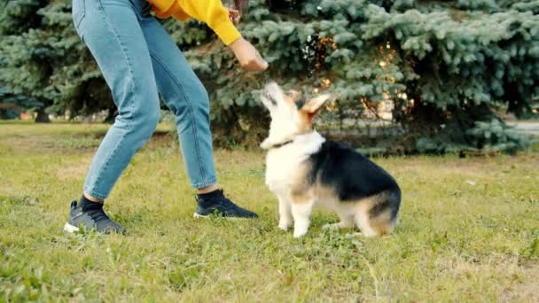 Låg bild av kvinna leker med corgi hund utomhus ger djurmat — Stockvideo