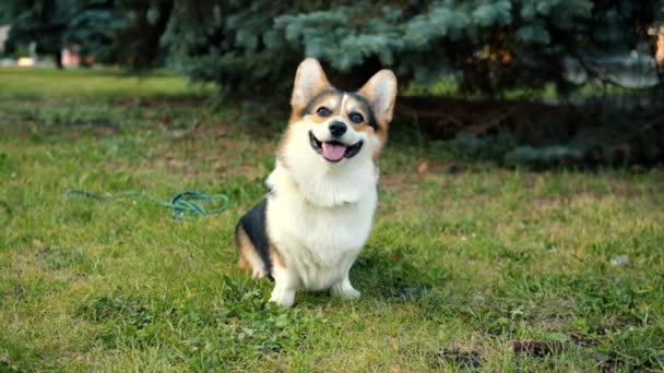 Porträt des niedlichen Corgi-Hundes sitzt auf grünem Gras im Stadtpark und genießt die frische Luft — Stockvideo
