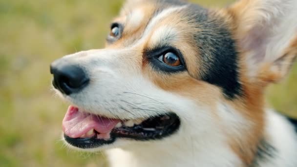 Närbild skott av bedårande glad walesisk corgi valp utomhus på ängen — Stockvideo