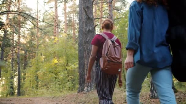 Zadní pohled šťastných turistů muži a ženy procházky v lese v létě mluvení — Stock video