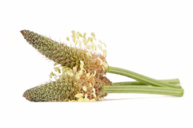 Ribwort Plantain Isolated on White Background clipart